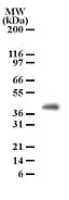 PGLYRP4 Antibody (aa95-110, clone 186C426)