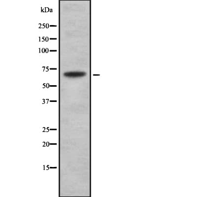 TRIP10 / CIP4 Antibody