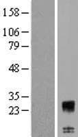 C12orf74 Protein (Over-Expression Lysate Myc-DDK (Flag))