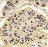 SOX2 Antibody (clone 57CT23.3.4)