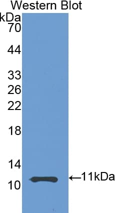 HSPA8 / HSC70 Antibody (aa534-615)