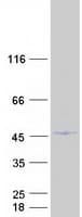Human GPANK1 / G5 Protein (Recombinant Myc-DDK (Flag))