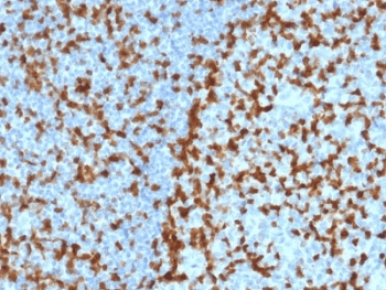 ZAP70 Antibody (clone ZAP70/2047, Azide-free, BSA-free)