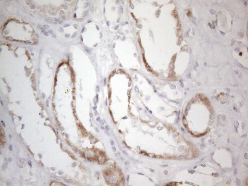 Monoclonal Mouse anti-Human BP1 / DLX4 Antibody (clone OTI8A1, IHC, WB)