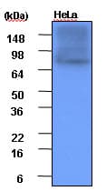 IHC-plus™ HSP90 / Heat Shock Protein 90 Antibody (aa1-732, clone 4F10)