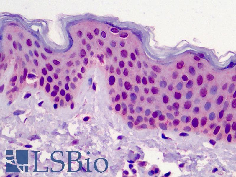 IHC-plus™ POLR3F Antibody