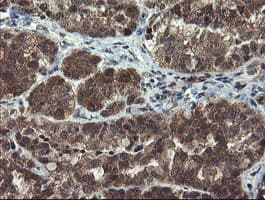 MLF1 Antibody (clone OTI2D6, Carrier-free)