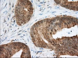 ACAT2 Antibody (clone OTI3C9)