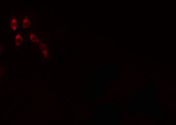 WDHD1 Antibody