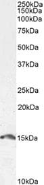 LGALS2 / Galectin 2 Antibody