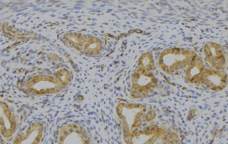 GHRH Antibody