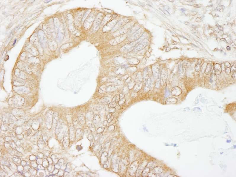 USP5 Antibody (aa375-425)