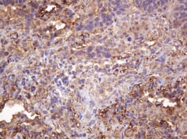 RASSF8 Antibody (clone OTI2B6)