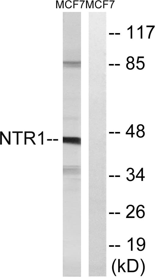 IHC-plus™ NTSR1 / NTR Antibody (aa181-230)