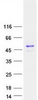 Human NUCKS1 Protein (Recombinant Myc-DDK (Flag))