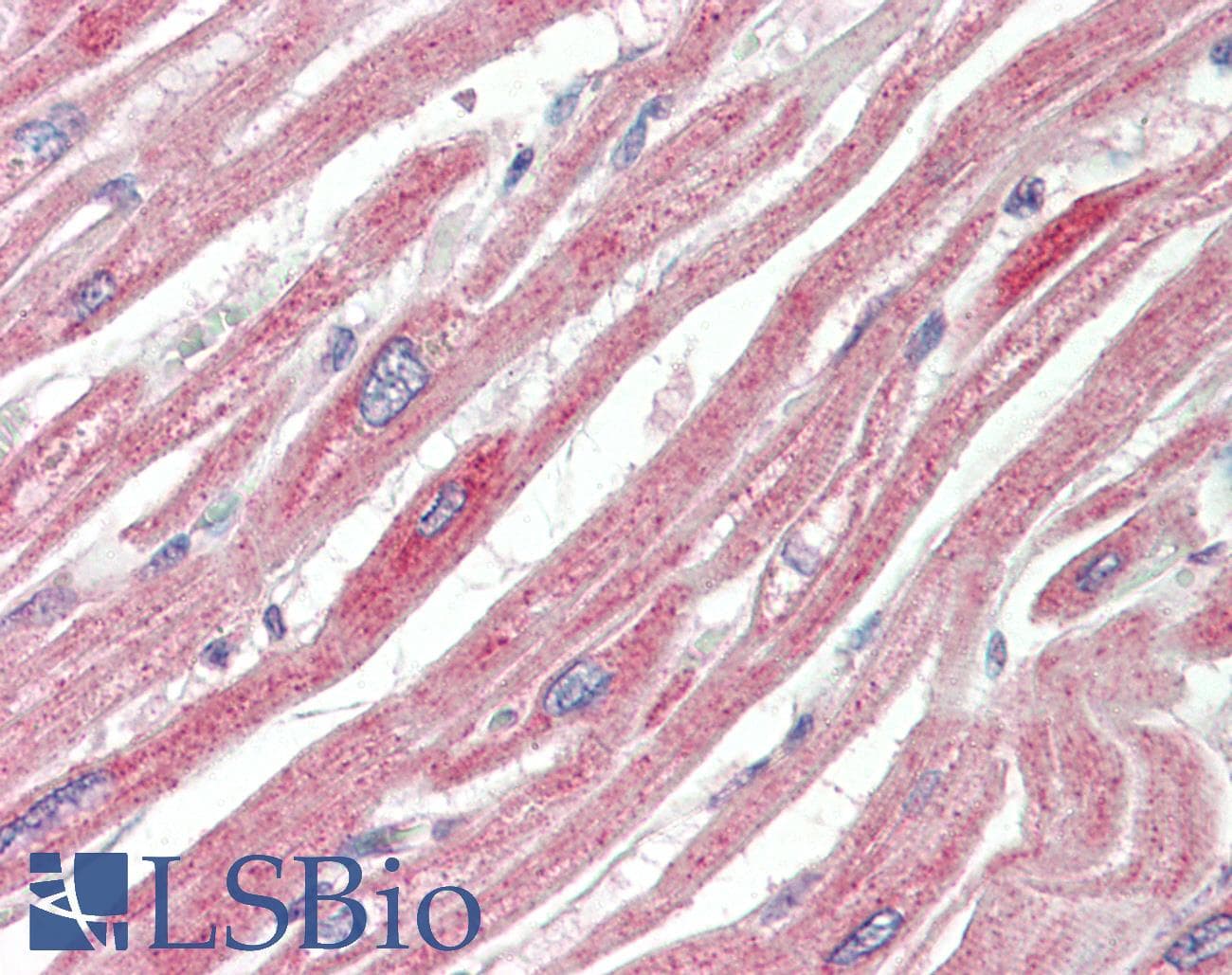 IHC-plus™ MAPK6 / ERK3 Antibody (aa683-694)