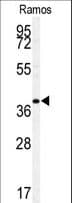 c-Maf Antibody (aa376-403)
