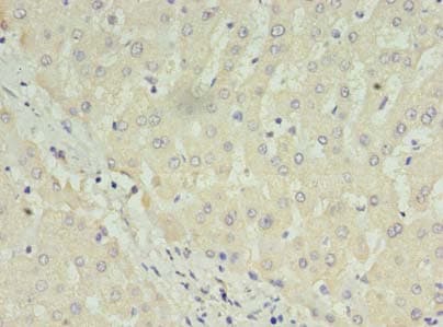 C1orf123 Antibody