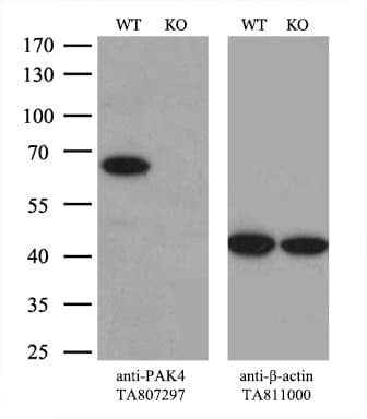 PAK4 Antibody (aa1-308, clone OTI1C7, Carrier-free)