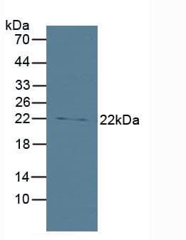 BID Antibody (aa1-195, APC)