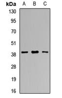 Polyclonal Rabbit anti-Human RCN1 / Reticulocalbin 1 Antibody (WB)