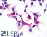 IHC-plus™ GPR1 Antibody (N-Terminus)
