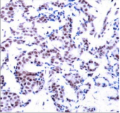 JUNB / JUN-B Antibody