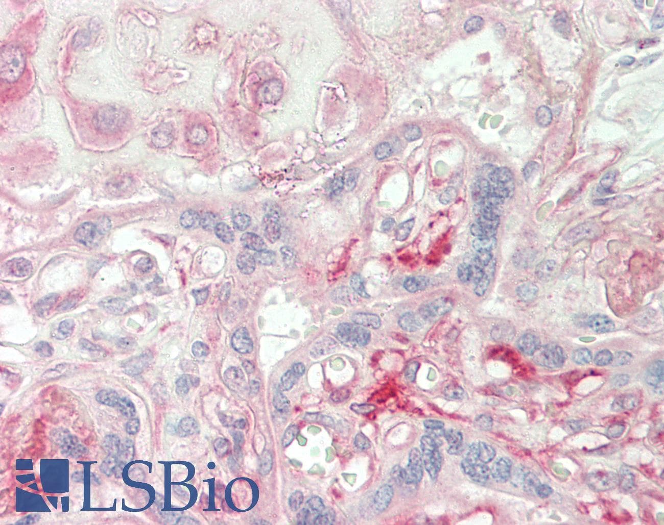 Polyclonal Rabbit anti-Human FBX09 / FBXO9 Antibody (aa179-228, IHC, WB)