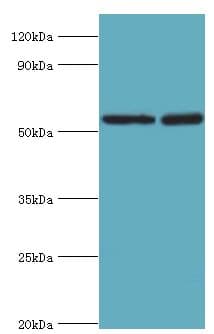 STK3 Antibody (aa323-450)