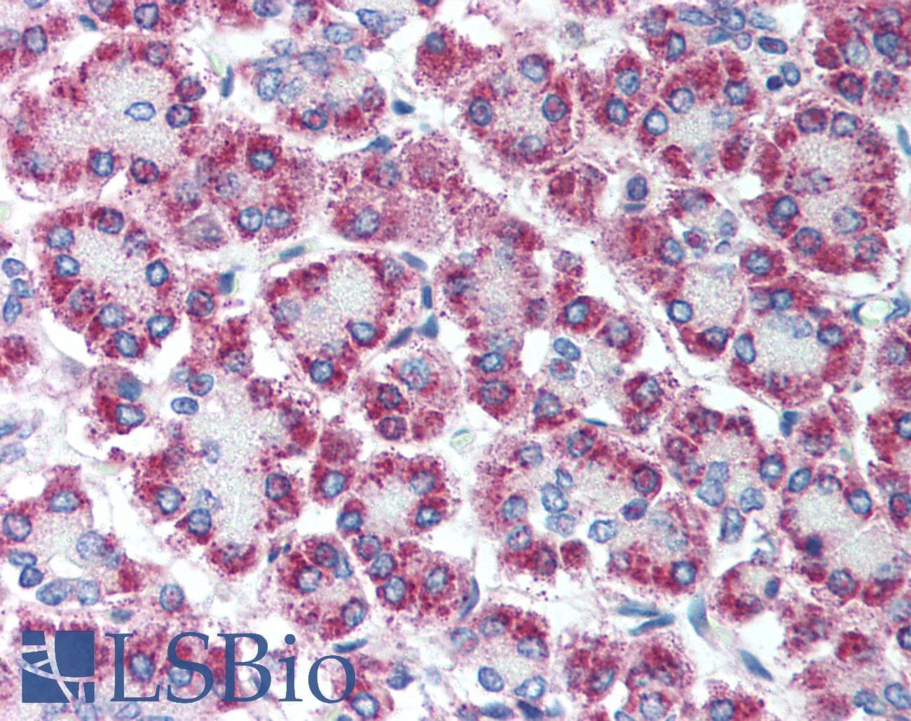 CPA1 / Carboxypeptidase A Antibody (aa24-73)