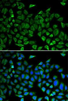 CDC45 Antibody
