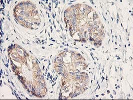 EIF2B3 Antibody (clone OTI1H3)