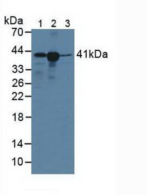 HLA-C Antibody (aa48-305, PE)