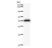 Monoclonal Mouse anti-Human ARID3A / DRIL1 Antibody (clone ARIDE9C11, WB)