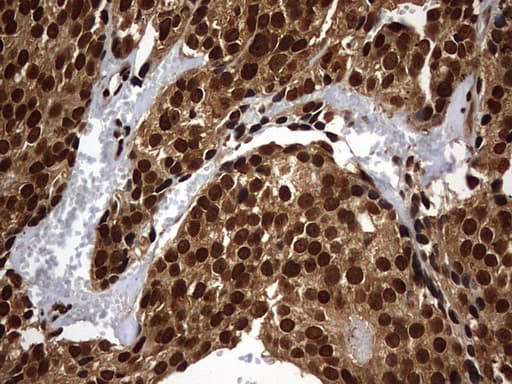 H2AFY2 Antibody (aa2-261, clone OTI1F9)