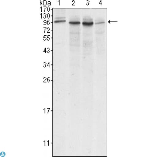 CANX / Calnexin Antibody