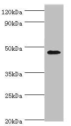 GATA3 Antibody (aa1-260)
