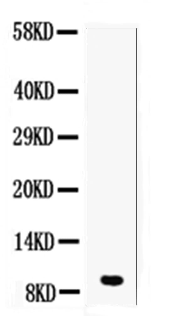 DBI / ACBD1 Antibody