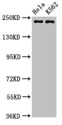 NUMA1 / NUMA Antibody