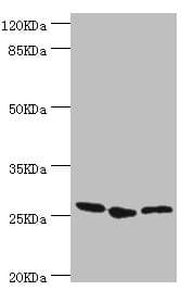 GAS41 Antibody