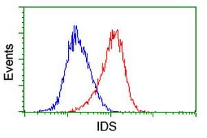 IDS / Iduronate 2 Sulfatase Antibody (clone 3B10, Carrier-free)