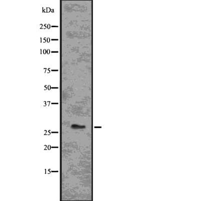 BCL2A1 Antibody