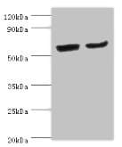 CYP2J2 Antibody (aa328-502)