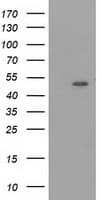 PACSIN3 Antibody (clone OTI2A6)
