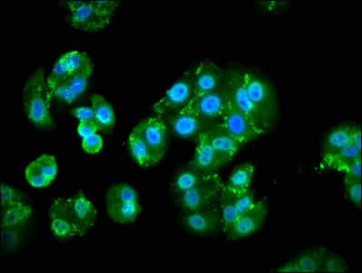 PIK3CA / PI3K Alpha Antibody