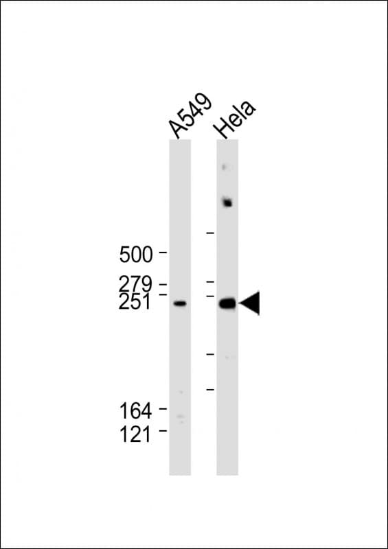 WNK1 Antibody (C-Terminus)