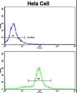 SRP72 Antibody (aa119-148)