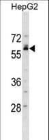 NFIB Antibody (aa255-283)
