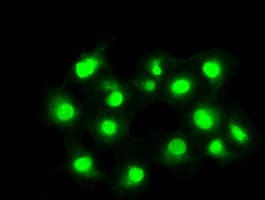 PPP5C Antibody (clone OTI6F1, Carrier-free)