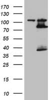 Monoclonal Mouse anti-Human FBXW7 / FBW7 Antibody (clone OTI4E7, aa1-354, WB)